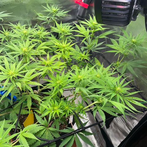 Panama RED 2.0 growlog timeline photo