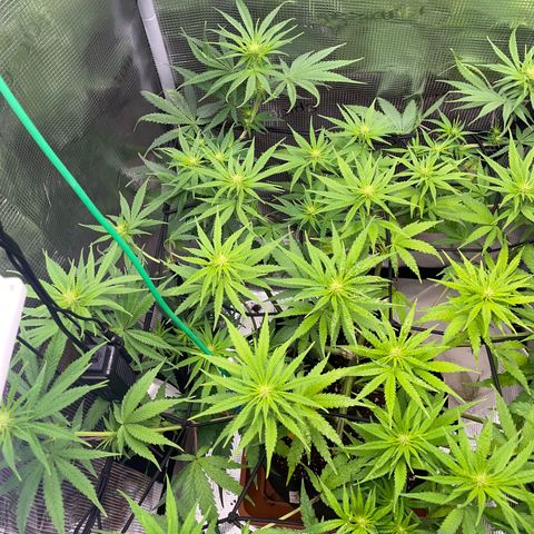 Panama RED 2.0 growlog timeline photo