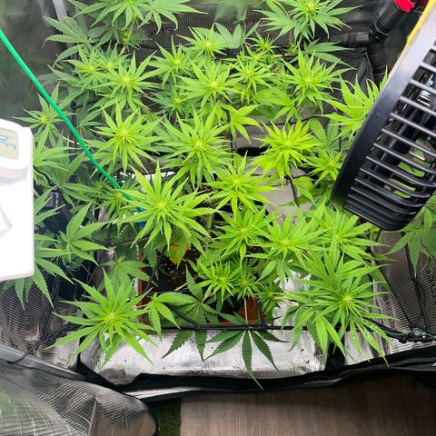 Panama RED 2.0 growlog timeline photo