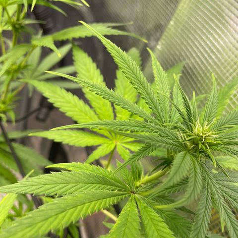 Panama RED 2.0 growlog timeline photo