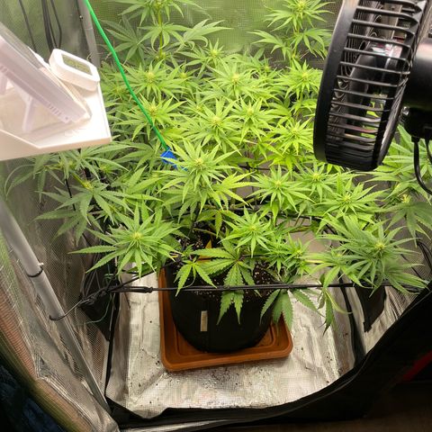 Panama RED 2.0 growlog timeline photo