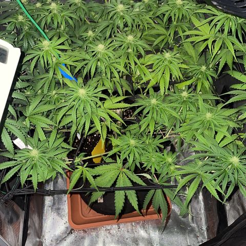 Panama RED 2.0 growlog timeline photo