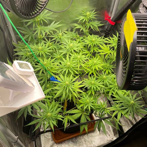 Panama RED 2.0 growlog timeline photo