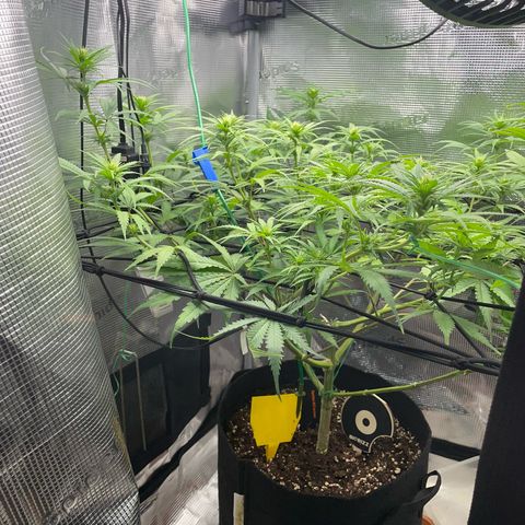 Panama RED 2.0 growlog timeline photo