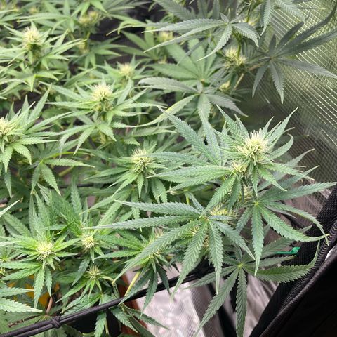 Panama RED 2.0 growlog timeline photo