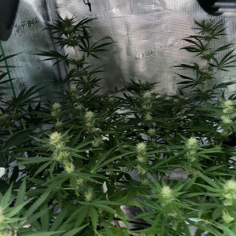 Panama RED 2.0 growlog timeline photo