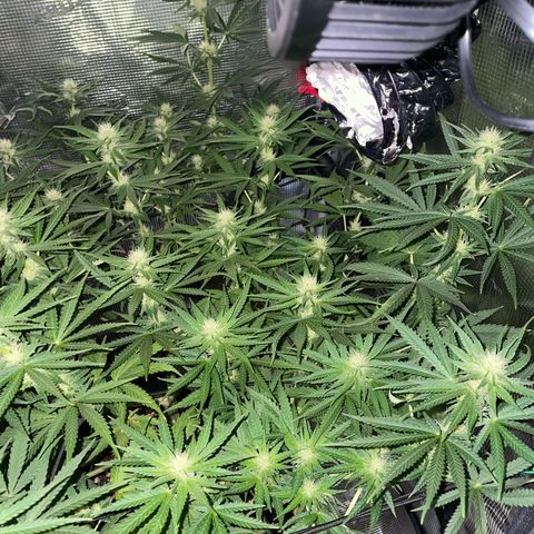 Panama RED 2.0 growlog timeline photo