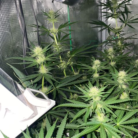 Panama RED 2.0 growlog timeline photo