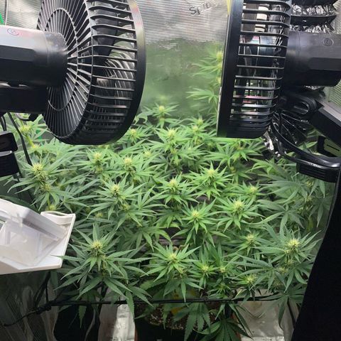 Panama RED 2.0 growlog timeline photo