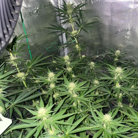 Panama RED 2.0 growlog timeline photo