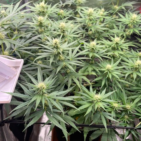 Panama RED 2.0 growlog timeline photo