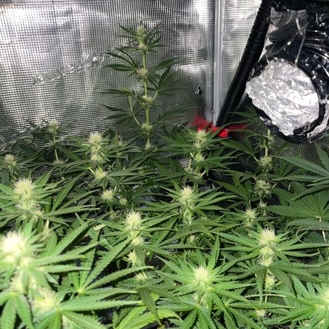 Panama RED 2.0 growlog timeline photo