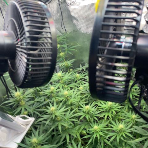 Panama RED 2.0 growlog timeline photo