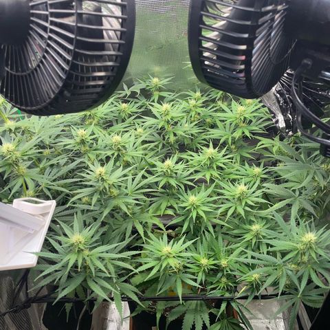 Panama RED 2.0 growlog timeline photo