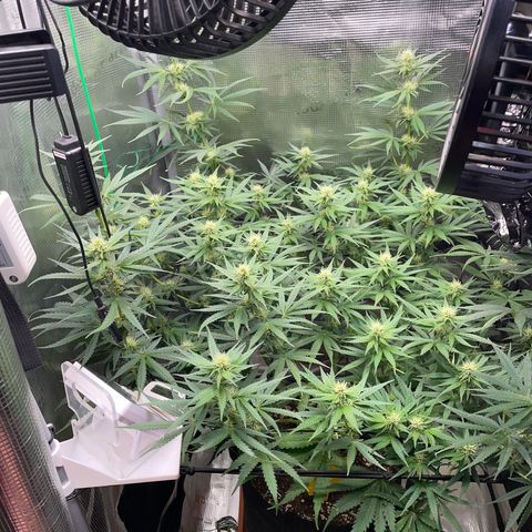 Panama RED 2.0 growlog timeline photo