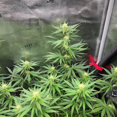 Panama RED 2.0 growlog timeline photo