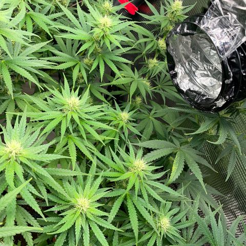 Panama RED 2.0 growlog timeline photo