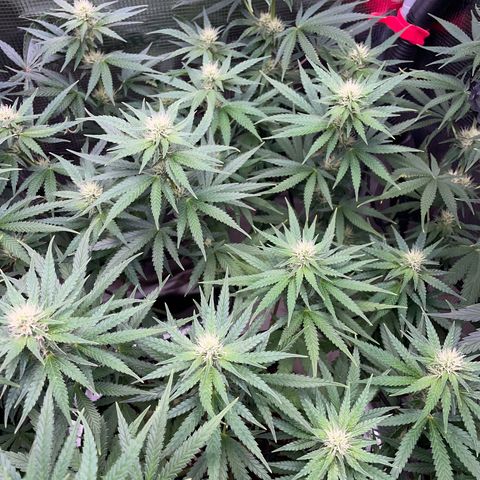 Panama RED 2.0 growlog timeline photo