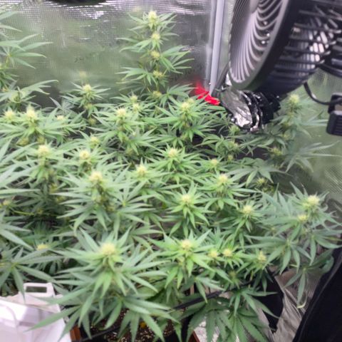Panama RED 2.0 growlog timeline photo