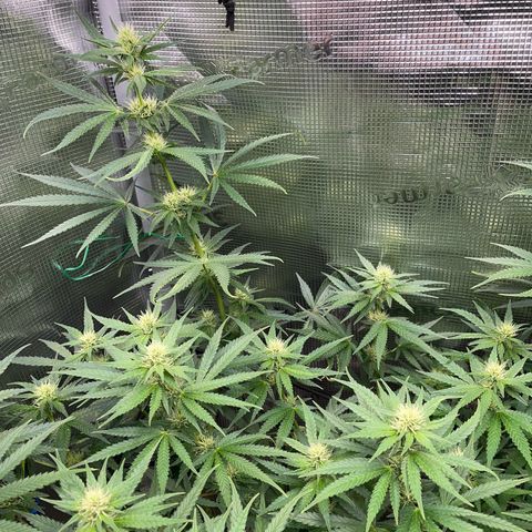 Panama RED 2.0 growlog timeline photo