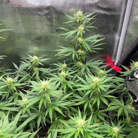 Panama RED 2.0 growlog timeline photo