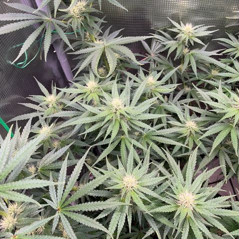 Panama RED 2.0 growlog timeline photo