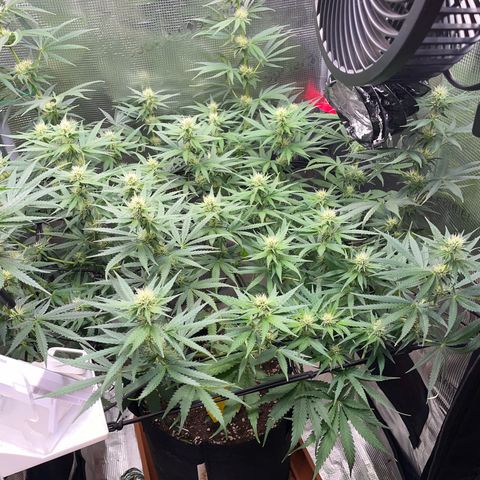 Panama RED 2.0 growlog timeline photo