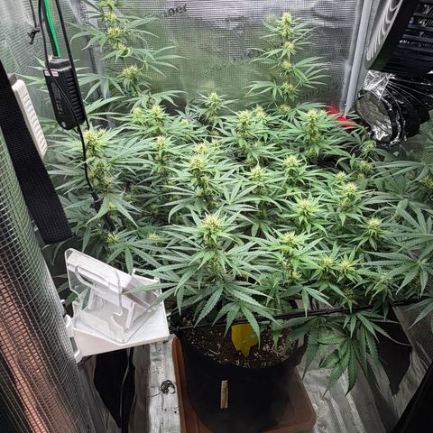 Panama RED 2.0 growlog timeline photo