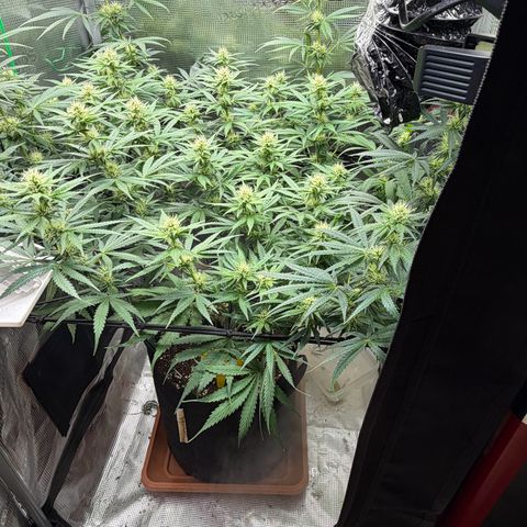 Panama RED 2.0 growlog timeline photo