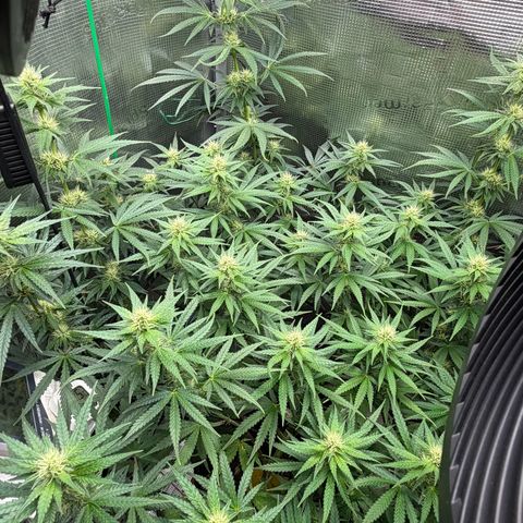Panama RED 2.0 growlog timeline photo