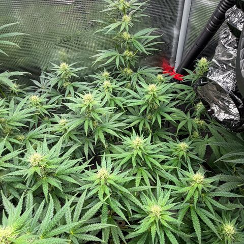 Panama RED 2.0 growlog timeline photo