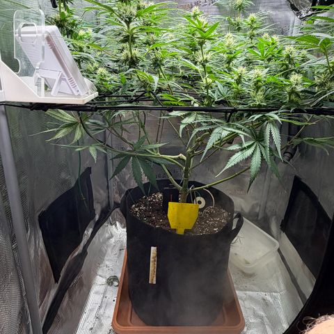 Panama RED 2.0 growlog timeline photo