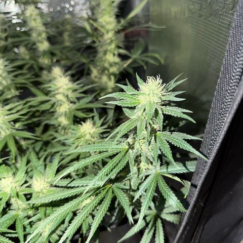 Panama RED 2.0 growlog timeline photo