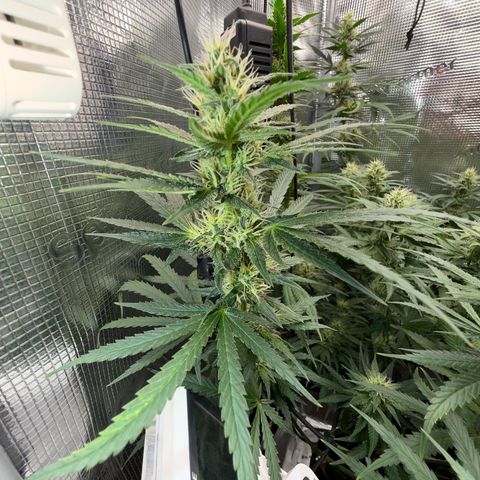 Panama RED 2.0 growlog timeline photo