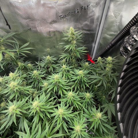 Panama RED 2.0 growlog timeline photo