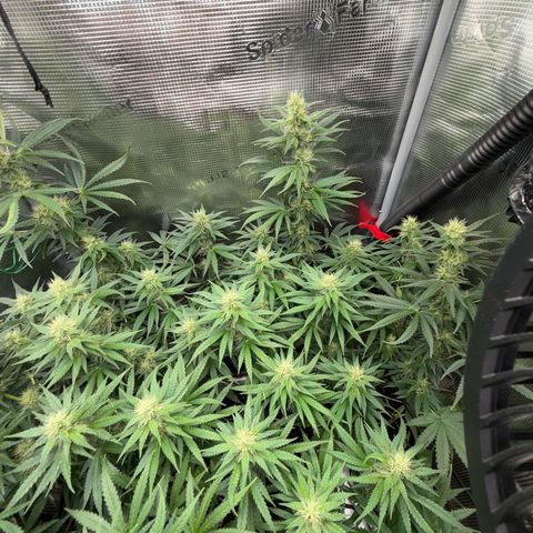 Panama RED 2.0 growlog timeline photo