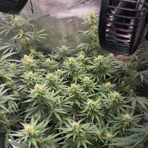 Panama RED 2.0 growlog timeline photo