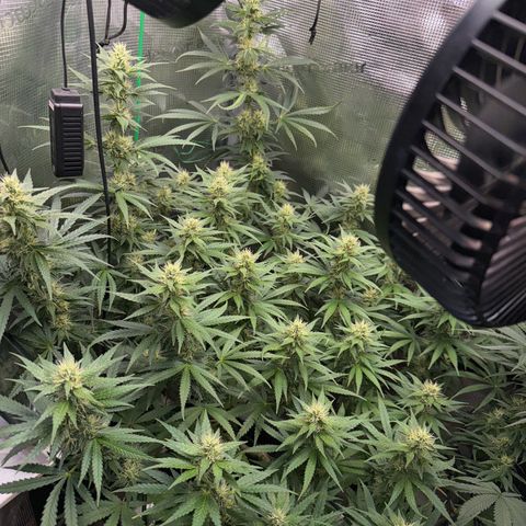 Panama RED 2.0 growlog timeline photo