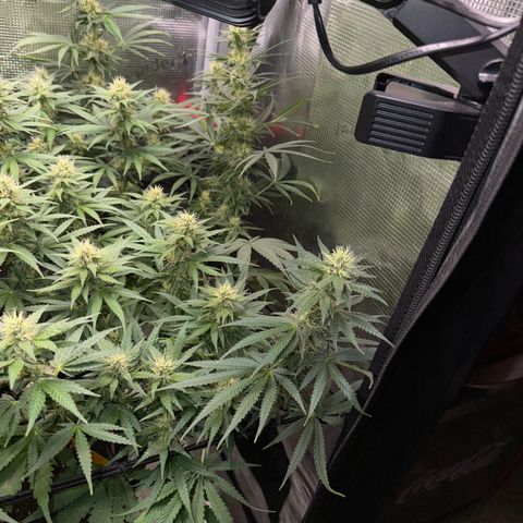 Panama RED 2.0 growlog timeline photo