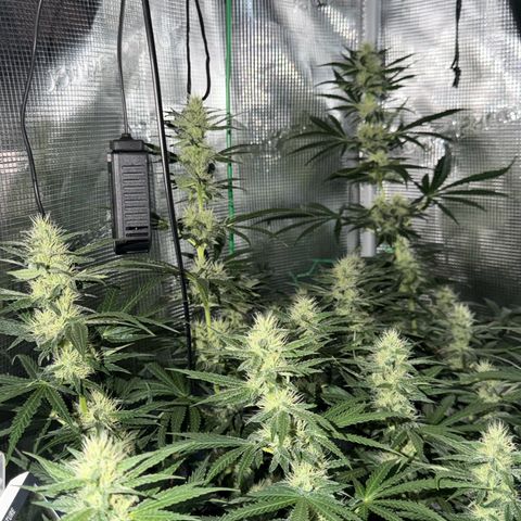 Panama RED 2.0 growlog timeline photo