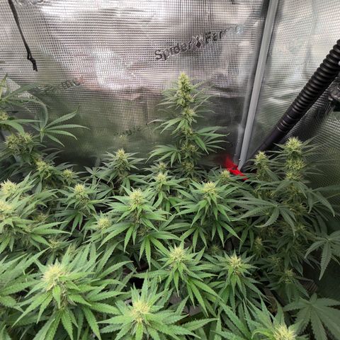 Panama RED 2.0 growlog timeline photo