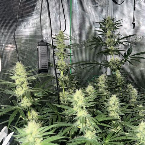 Panama RED 2.0 growlog timeline photo