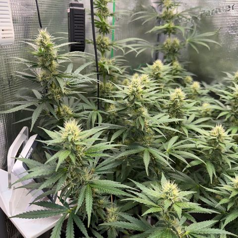 Panama RED 2.0 growlog timeline photo