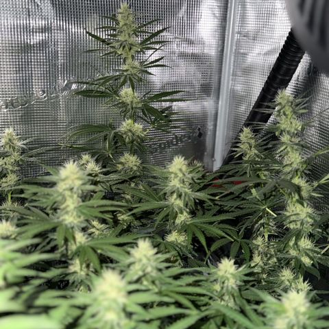 Panama RED 2.0 growlog timeline photo