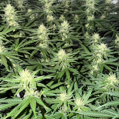 Panama RED 2.0 growlog timeline photo