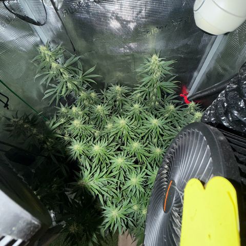 Panama RED 2.0 growlog timeline photo