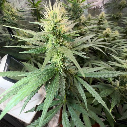 Panama RED 2.0 growlog timeline photo