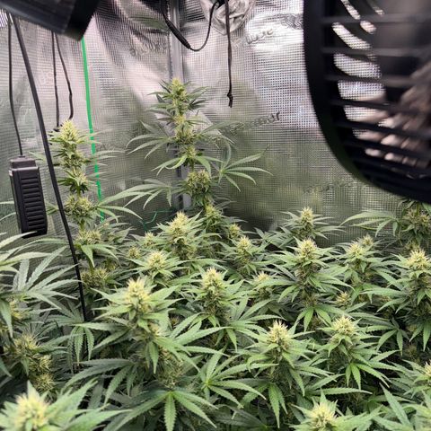 Panama RED 2.0 growlog timeline photo