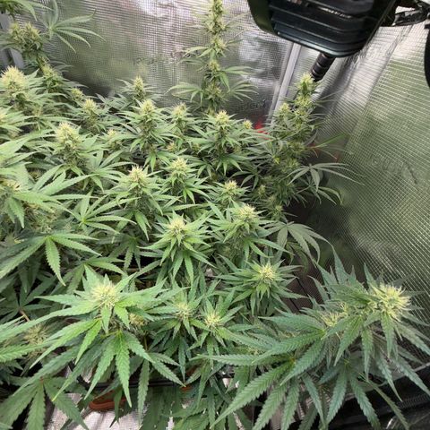 Panama RED 2.0 growlog timeline photo