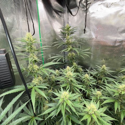 Panama RED 2.0 growlog timeline photo